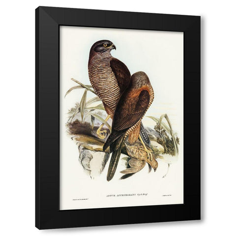 Australian Goshawk-Astur approximans Black Modern Wood Framed Art Print by Gould, John