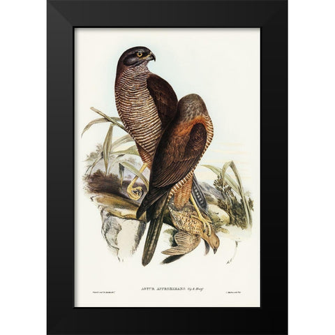 Australian Goshawk-Astur approximans Black Modern Wood Framed Art Print by Gould, John