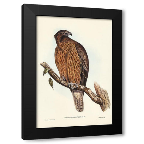 Little Australian Eagle-Aquila Morphnoides Black Modern Wood Framed Art Print by Gould, John