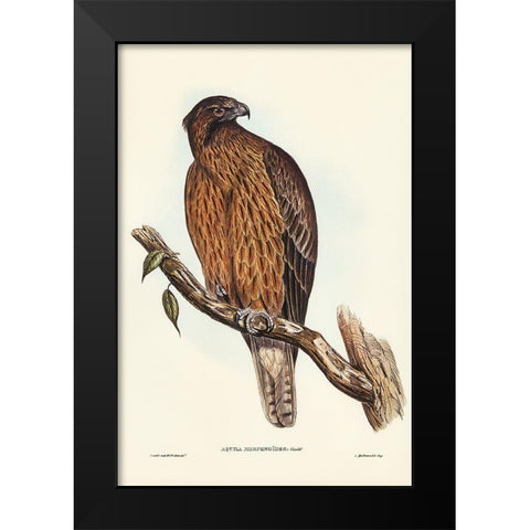 Little Australian Eagle-Aquila Morphnoides Black Modern Wood Framed Art Print by Gould, John