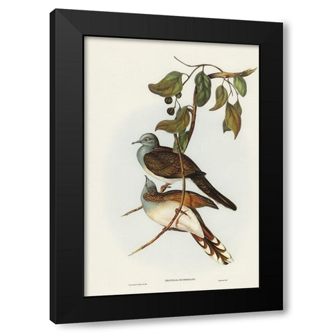 Barred-shouldered Ground Dove-Geopelia humeralis Black Modern Wood Framed Art Print by Gould, John