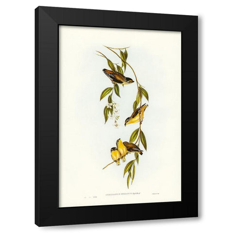 Striated Pardalote-Pardalotus striatus Black Modern Wood Framed Art Print by Gould, John