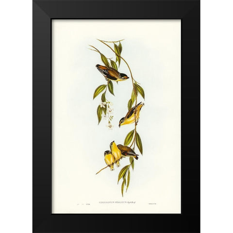 Striated Pardalote-Pardalotus striatus Black Modern Wood Framed Art Print by Gould, John