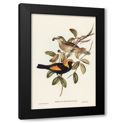 Regent Bird-Sericulus chrysocephalus Black Modern Wood Framed Art Print with Double Matting by Gould, John