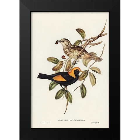 Regent Bird-Sericulus chrysocephalus Black Modern Wood Framed Art Print by Gould, John