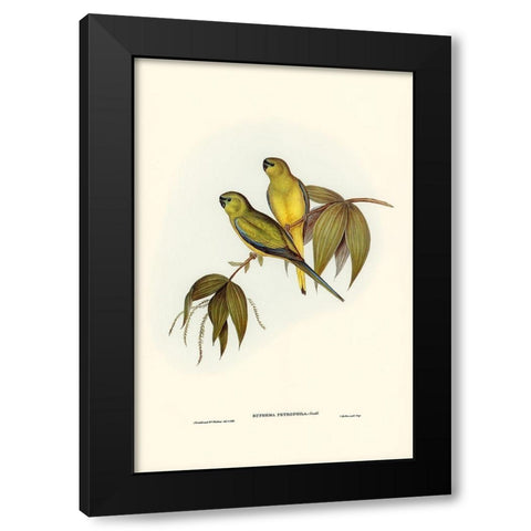 Rock Grass-Parakeet-Euphema petrophila Black Modern Wood Framed Art Print by Gould, John