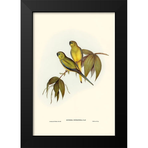 Rock Grass-Parakeet-Euphema petrophila Black Modern Wood Framed Art Print by Gould, John