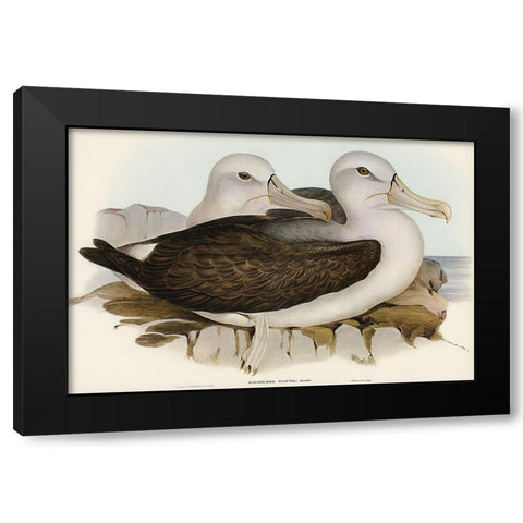 Cautious Albatros-Diomedea cauta Black Modern Wood Framed Art Print with Double Matting by Gould, John