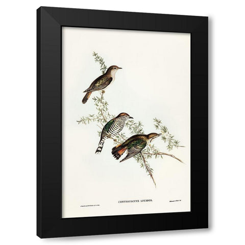 Shining Cuckoo-Chrysococcyx lucidus Black Modern Wood Framed Art Print with Double Matting by Gould, John