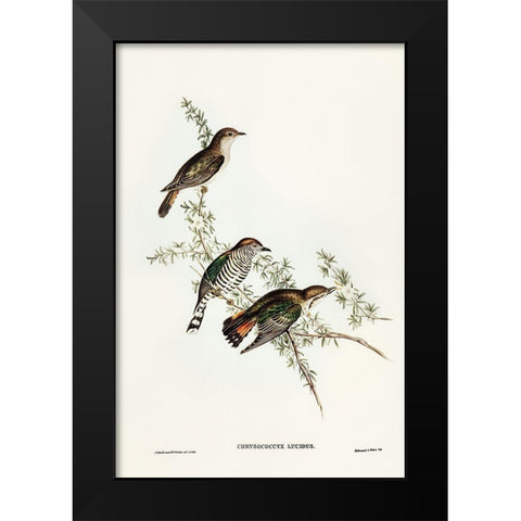 Shining Cuckoo-Chrysococcyx lucidus Black Modern Wood Framed Art Print by Gould, John