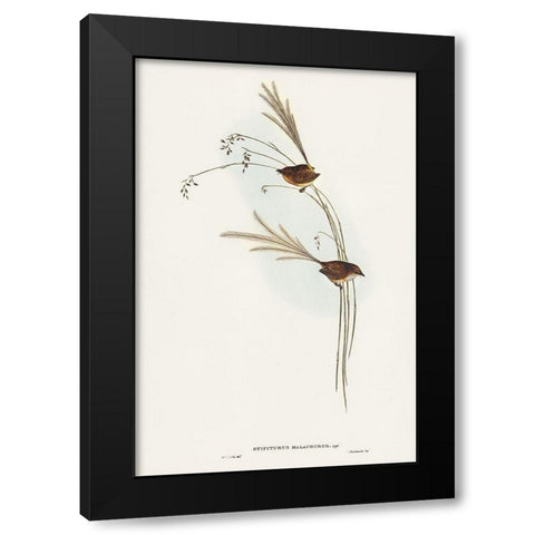 Emu Wren-tipiturus malachurus Black Modern Wood Framed Art Print with Double Matting by Gould, John