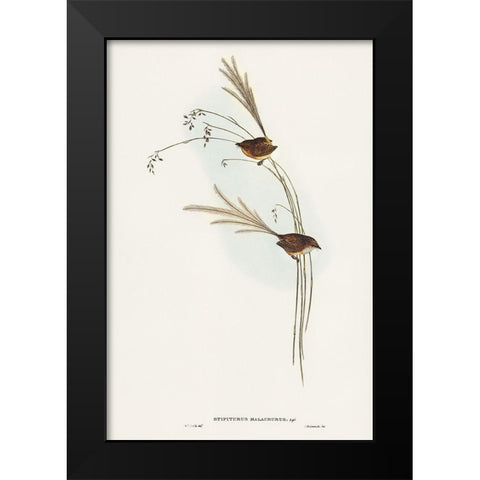 Emu Wren-tipiturus malachurus Black Modern Wood Framed Art Print by Gould, John