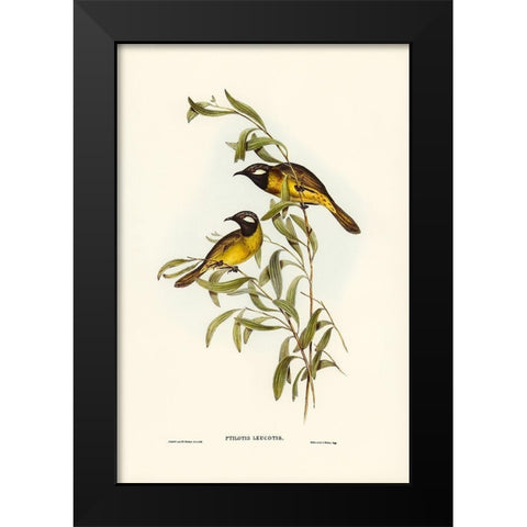 White-eared Honey-eater-Ptilotis leucotis Black Modern Wood Framed Art Print by Gould, John