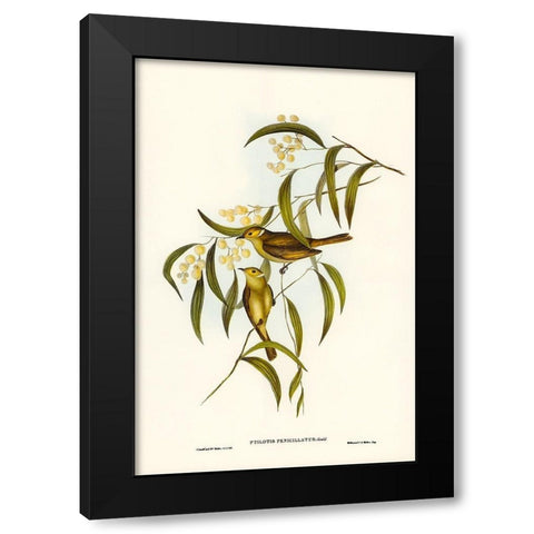 White-plumed Honey-eater-Ptilotis penicillatus Black Modern Wood Framed Art Print by Gould, John