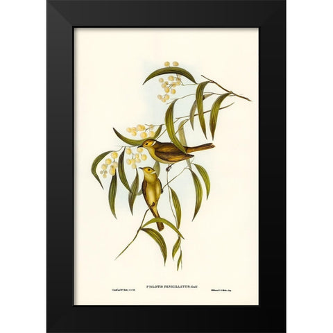 White-plumed Honey-eater-Ptilotis penicillatus Black Modern Wood Framed Art Print by Gould, John