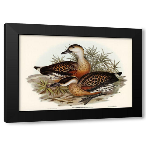 Whistling Duck-Dendrocygna arcuata Black Modern Wood Framed Art Print with Double Matting by Gould, John