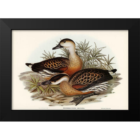 Whistling Duck-Dendrocygna arcuata Black Modern Wood Framed Art Print by Gould, John