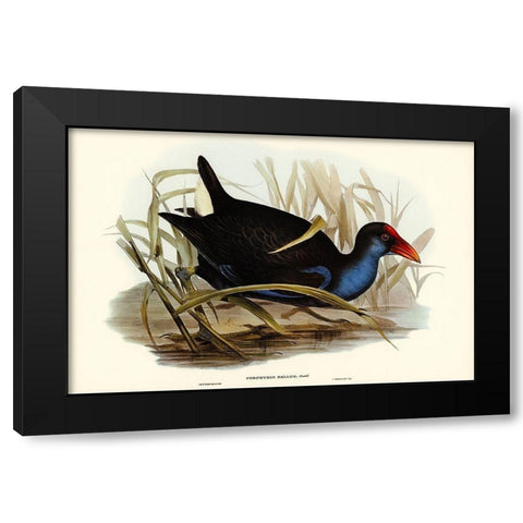 Azure-breasted Porphyrio-Porphyrio bellus Black Modern Wood Framed Art Print with Double Matting by Gould, John