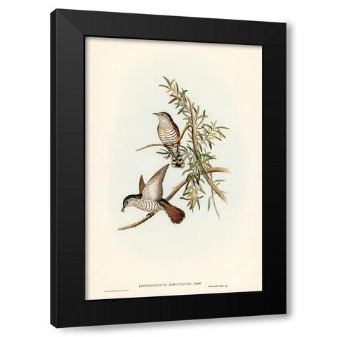 Little Cuckoo-Chrysococcyx minutillus Black Modern Wood Framed Art Print by Gould, John