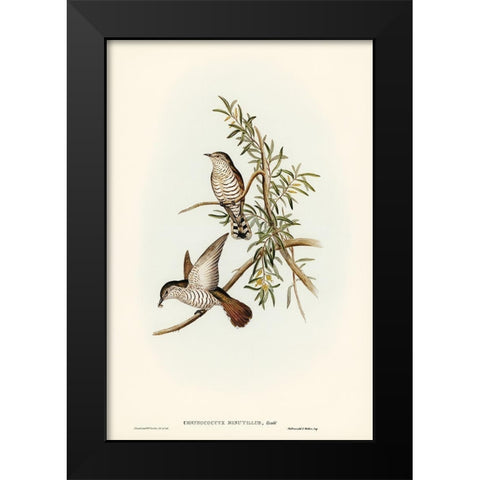 Little Cuckoo-Chrysococcyx minutillus Black Modern Wood Framed Art Print by Gould, John
