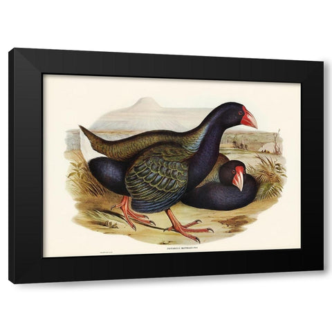 Notornis-Notornix Mantelli Black Modern Wood Framed Art Print by Gould, John