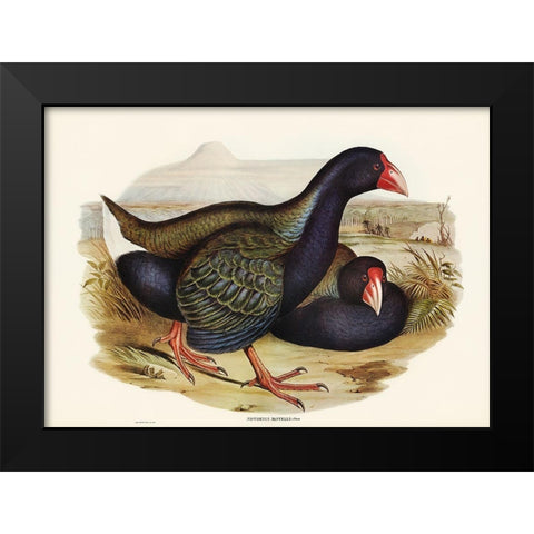 Notornis-Notornix Mantelli Black Modern Wood Framed Art Print by Gould, John