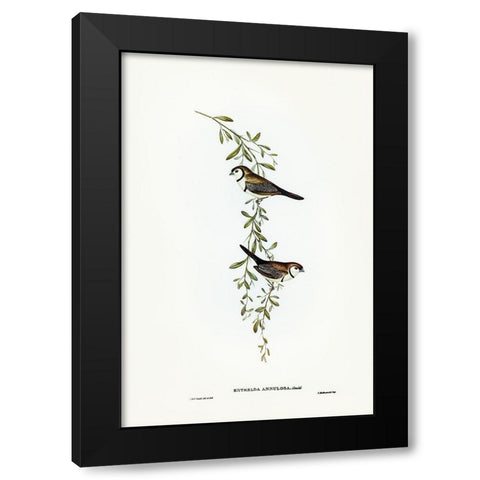 Black-rumped Finch-Estrelda annulosa Black Modern Wood Framed Art Print with Double Matting by Gould, John