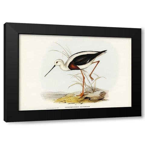 Banded Stilt-Chladorhynchus pectoralis Black Modern Wood Framed Art Print by Gould, John