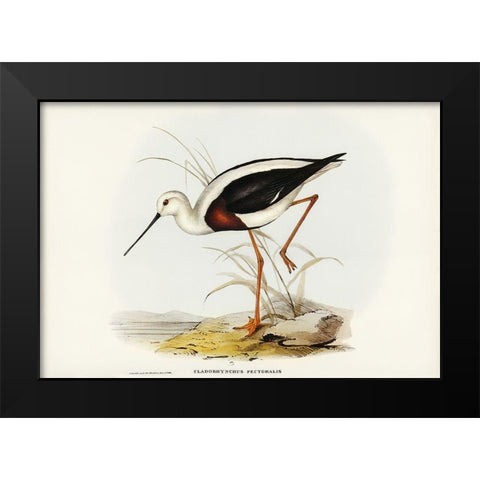 Banded Stilt-Chladorhynchus pectoralis Black Modern Wood Framed Art Print by Gould, John