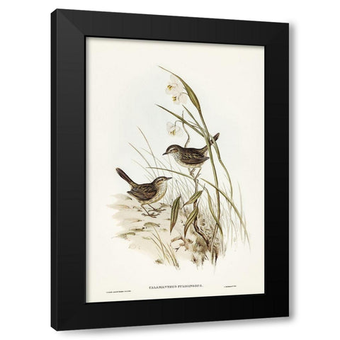 Striated Reed Lark-alamanthus fuliginosus Black Modern Wood Framed Art Print by Gould, John