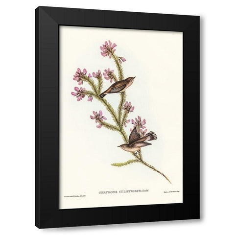 Western Gerygone-Gerygone culicivorus Black Modern Wood Framed Art Print with Double Matting by Gould, John