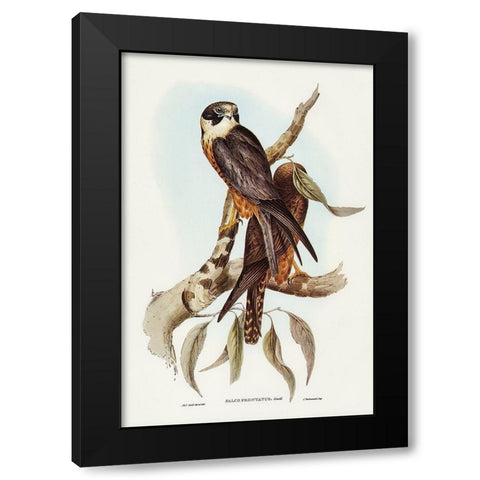 Falcon-Falco Frontatus Black Modern Wood Framed Art Print by Gould, John