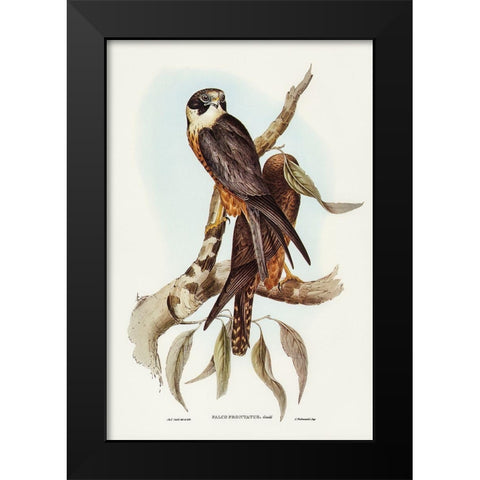 Falcon-Falco Frontatus Black Modern Wood Framed Art Print by Gould, John