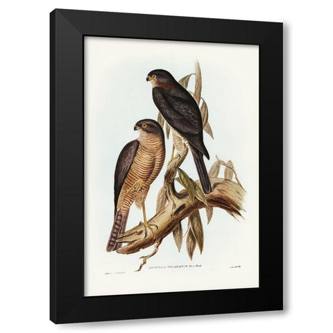 Collared Sparrow Hawk-Accipter torquatus Black Modern Wood Framed Art Print with Double Matting by Gould, John