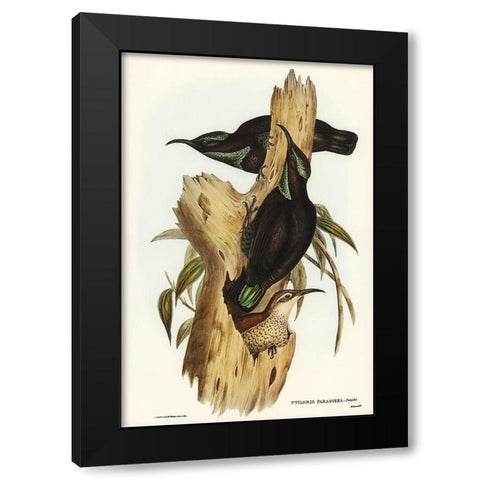 Rifle Bird-Ptiloris paradiseus Black Modern Wood Framed Art Print by Gould, John