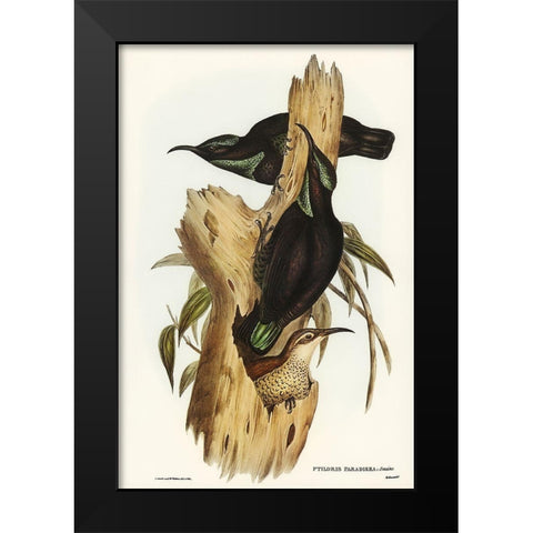 Rifle Bird-Ptiloris paradiseus Black Modern Wood Framed Art Print by Gould, John