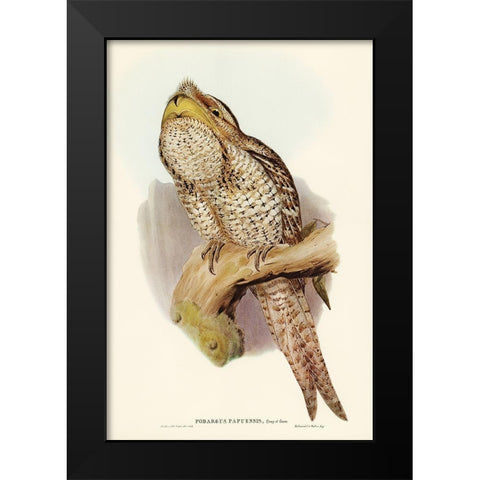 Papuan Podargus-Podargus Papuensis Black Modern Wood Framed Art Print by Gould, John