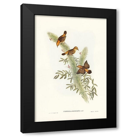 Rufous-headed Warbler-Cysticola ruficeps Black Modern Wood Framed Art Print by Gould, John