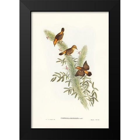 Rufous-headed Warbler-Cysticola ruficeps Black Modern Wood Framed Art Print by Gould, John