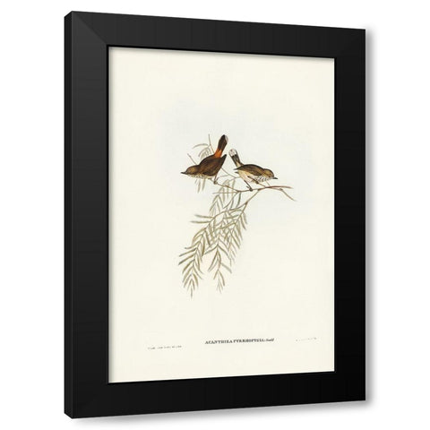 Red-rumped Acanthiza-Acanthiza pyrrhopygia Black Modern Wood Framed Art Print with Double Matting by Gould, John
