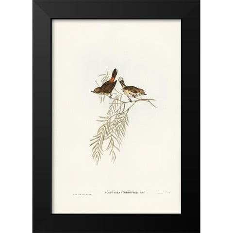 Red-rumped Acanthiza-Acanthiza pyrrhopygia Black Modern Wood Framed Art Print by Gould, John