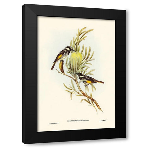 Moustached Honey-eater-Meliphaga mystacalis Black Modern Wood Framed Art Print with Double Matting by Gould, John