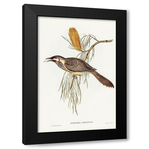 Wattled Honey-eater-Anthochaera carunculata Black Modern Wood Framed Art Print with Double Matting by Gould, John