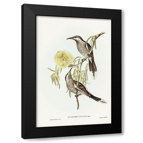 Lunulated Wattle Bird-Anthochaera lunulata Black Modern Wood Framed Art Print by Gould, John
