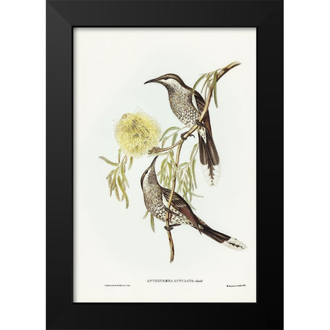 Lunulated Wattle Bird-Anthochaera lunulata Black Modern Wood Framed Art Print by Gould, John