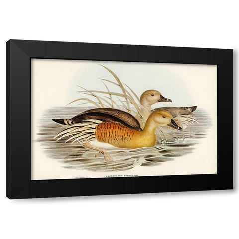 Eytons Duck-Leptotarsis Eytoni Black Modern Wood Framed Art Print by Gould, John