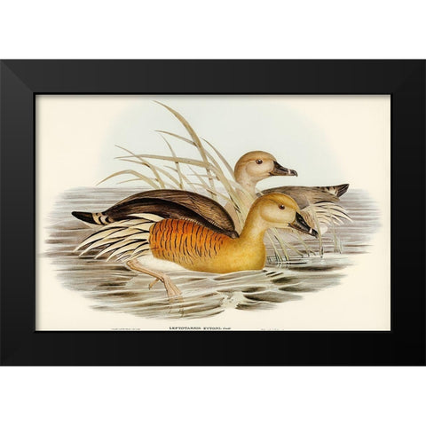 Eytons Duck-Leptotarsis Eytoni Black Modern Wood Framed Art Print by Gould, John