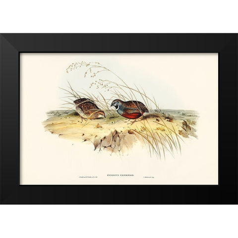 Chinese Quail-Synoicus Chinensis Black Modern Wood Framed Art Print by Gould, John