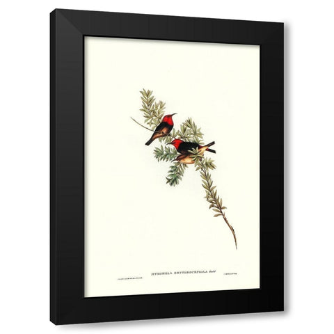 Red-headed Honey-eater-Myzomela erythrocephala Black Modern Wood Framed Art Print by Gould, John