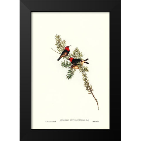 Red-headed Honey-eater-Myzomela erythrocephala Black Modern Wood Framed Art Print by Gould, John
